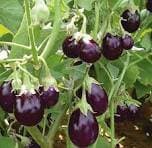 FRESH BRINJAL