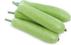 FRESH BOTTLE GOURD