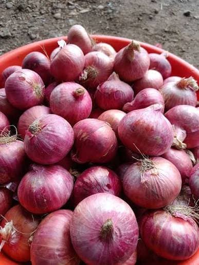 FRESH ONIONS